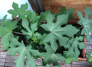 トロロアオイの葉。和紙を作るときに「ねり」として必要なトロロアオイを南側のベランダで育ててます。 (わしのねりプロジェクト by 企画屋かざあな)