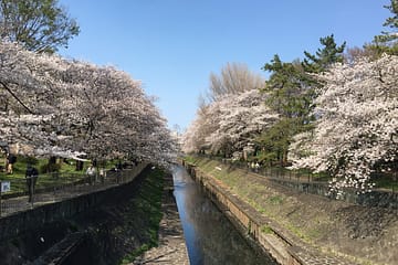 善福寺川の桜、五日市街道より。