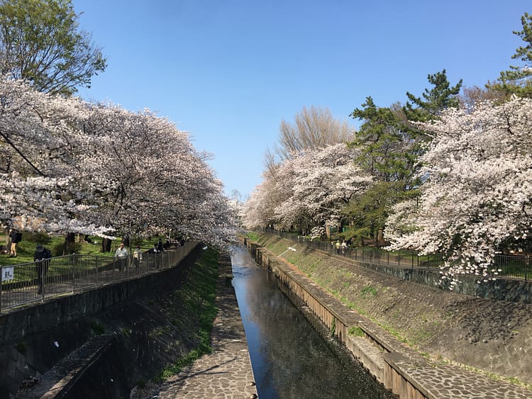善福寺川の桜、五日市街道より。